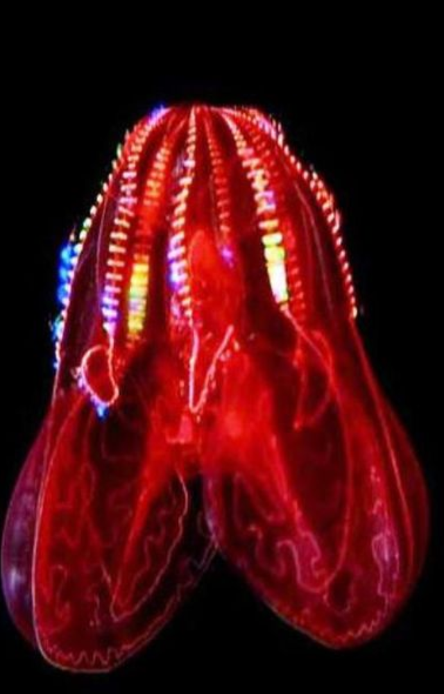 These transparent jellies scatter light as they move, creating rainbow-like flashes that look magical in the deep ocean.
