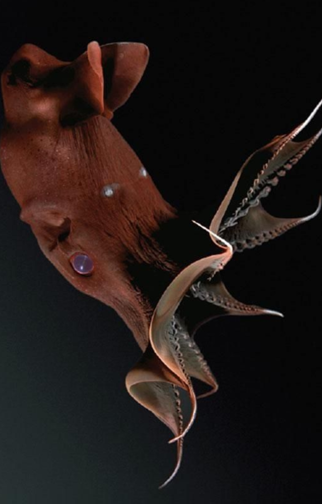 Despite its spooky name, the vampire squid uses light-producing organs to confuse predators and put on an eerie glow show.
