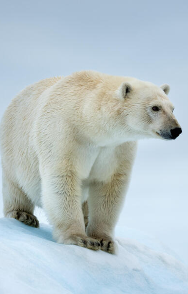 The majestic predator of the Arctic, known for its strength and iconic white coat.