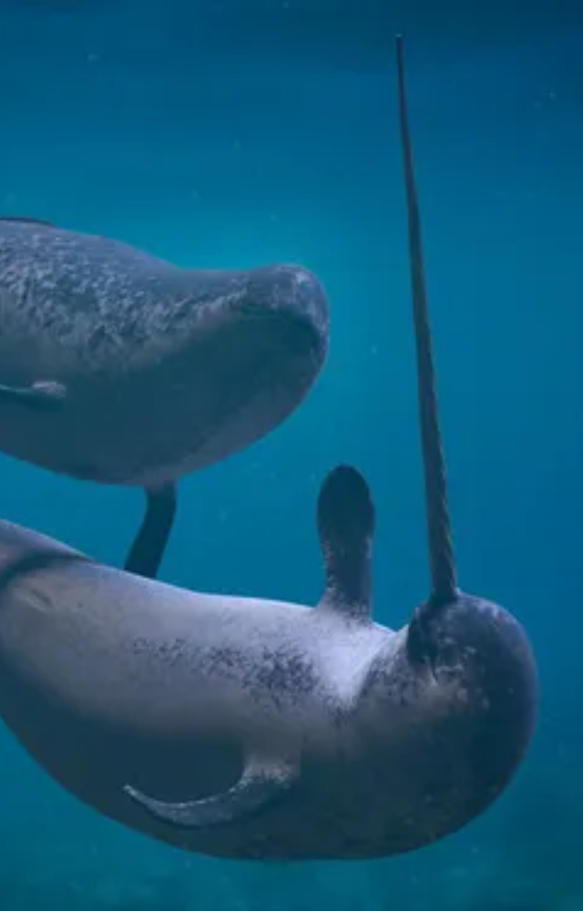 The ‘unicorn of the sea,’ famous for its long, spiral tusk and mysterious nature.