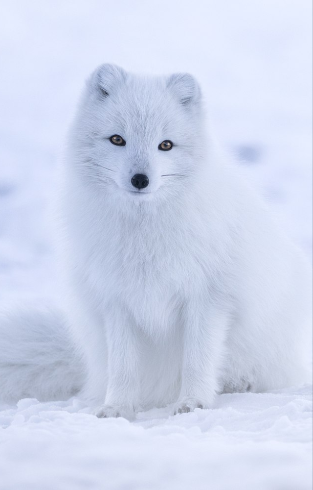 Adapts beautifully to the cold, with its thick white fur blending into the snow.