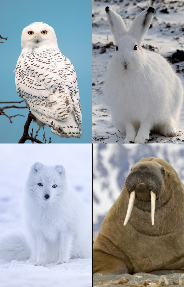 Unique Animals of the Arctic