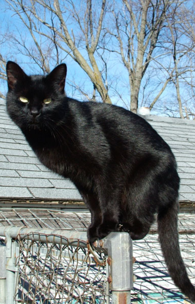 Often linked to witches in Western folklore, black cats are thought to bring bad luck if they cross your path.