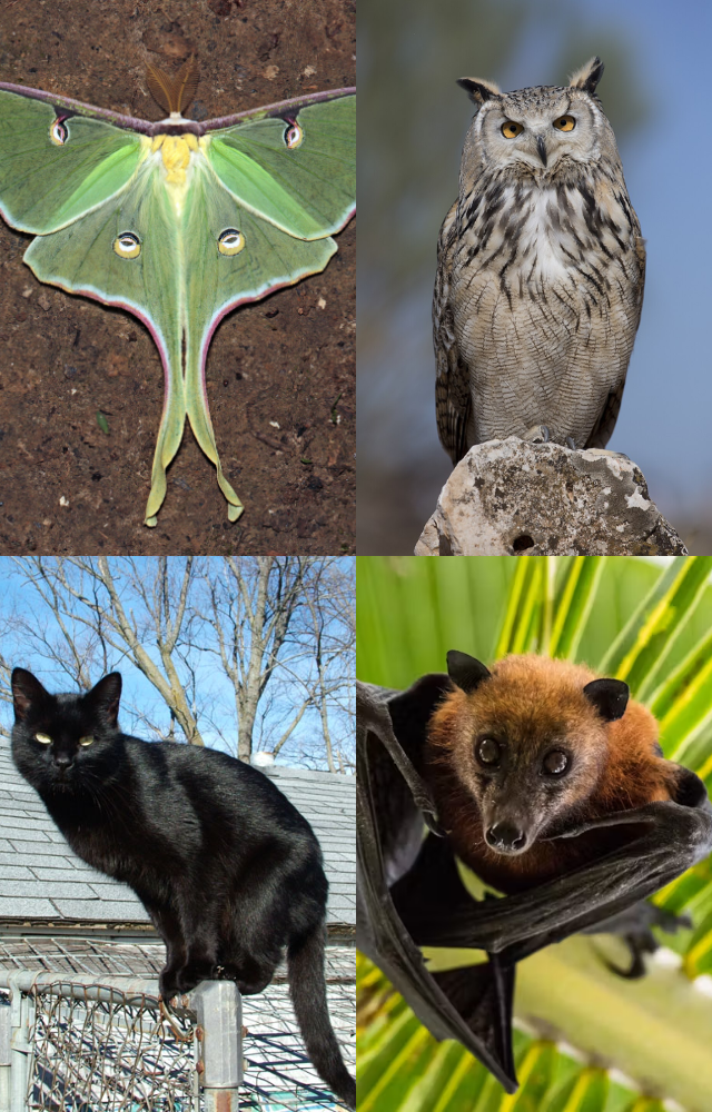 Animals Feared as Omens of Bad Luck