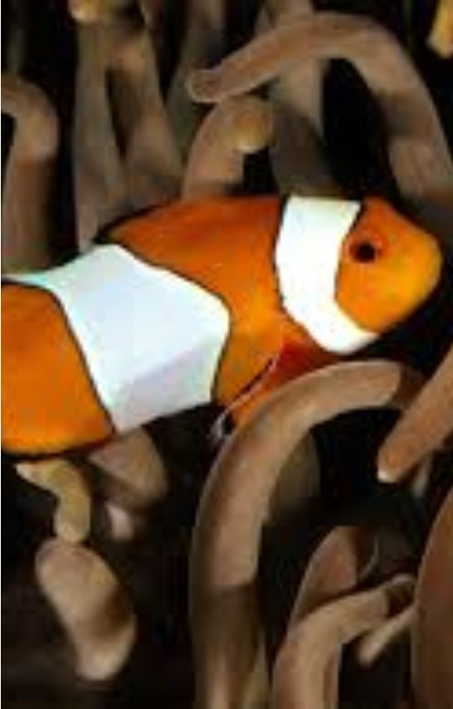 All clownfish are born male. The dominant one becomes female to breed. If the female dies, the next male takes her place.
