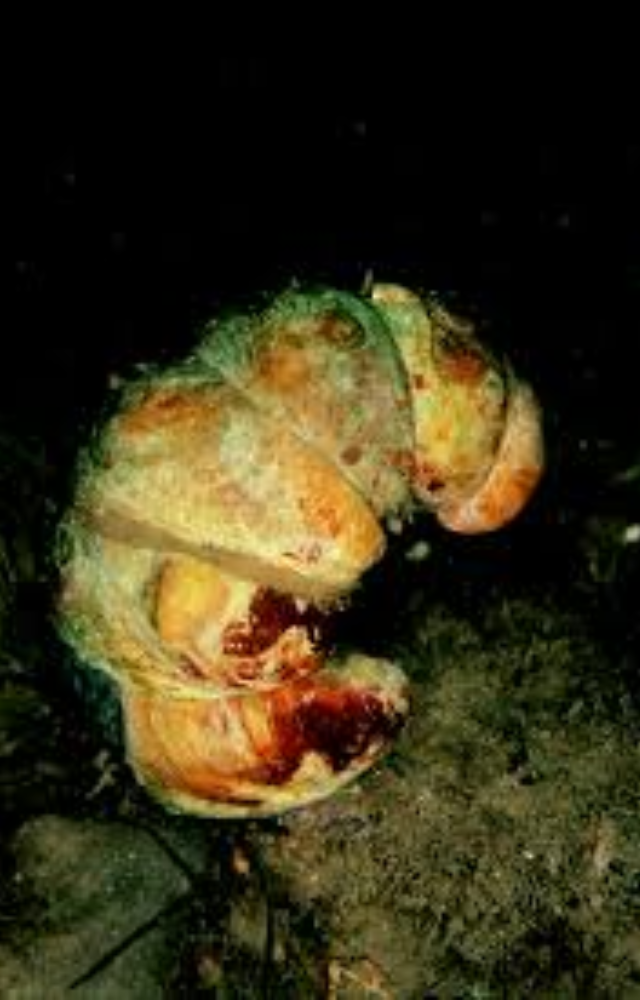 These sea snails live in piles. The bottom ones are female, the top ones male—until they switch roles as the stack shifts.
