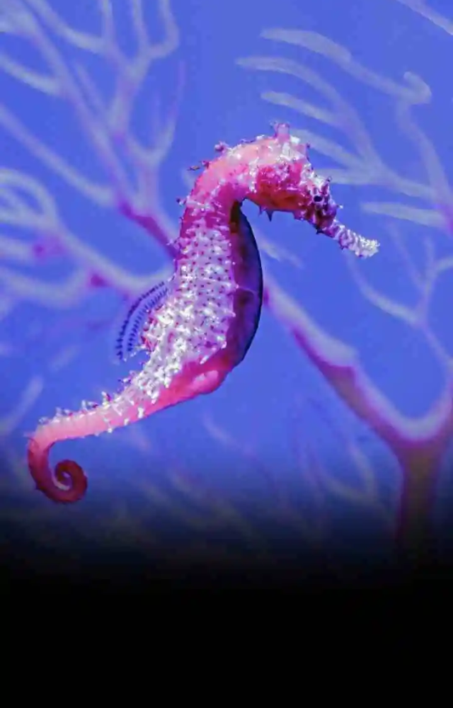 Gender-Changing Animals Exist