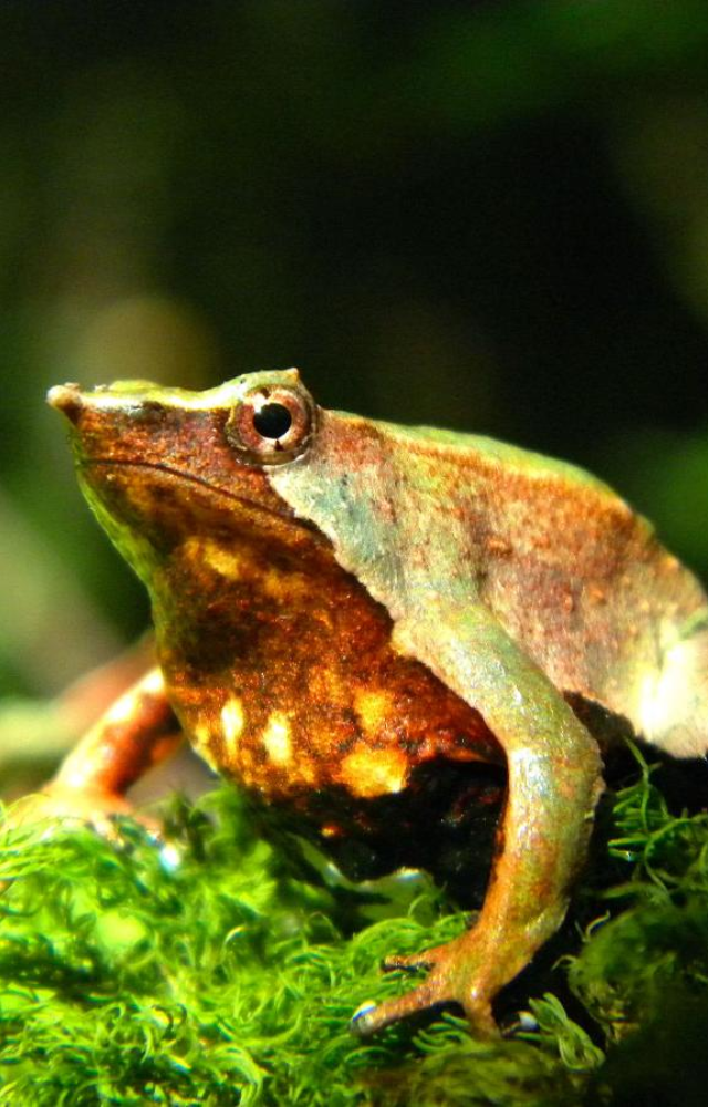 A unique amphibian where the male carries the eggs in his mouth until they hatch into tadpoles.
