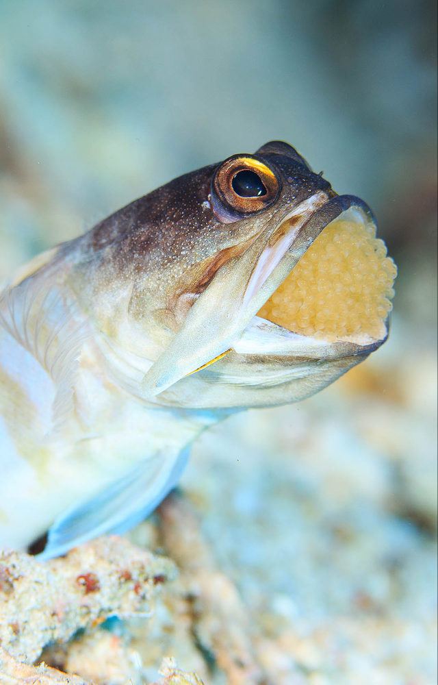 These fish exhibit mouthbrooding, where females protect their fertilized eggs in their mouths until they hatch.