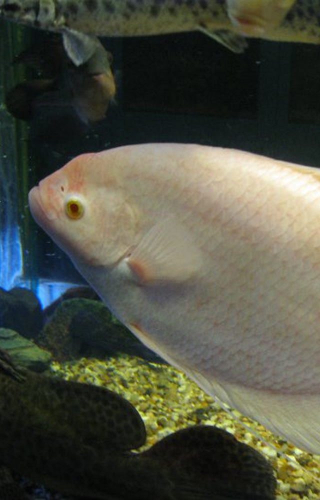 A freshwater fish that carries fertilized eggs in its mouth until they develop into fully formed young.