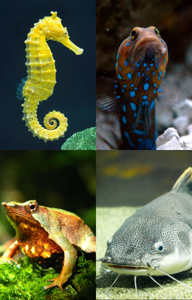 Animals That Reproduce Through Mouth