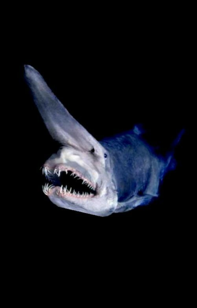 This deep-sea predator has a long, flattened snout and extendable jaws. Its eerie, prehistoric look has earned it the nickname “living fossil.”
