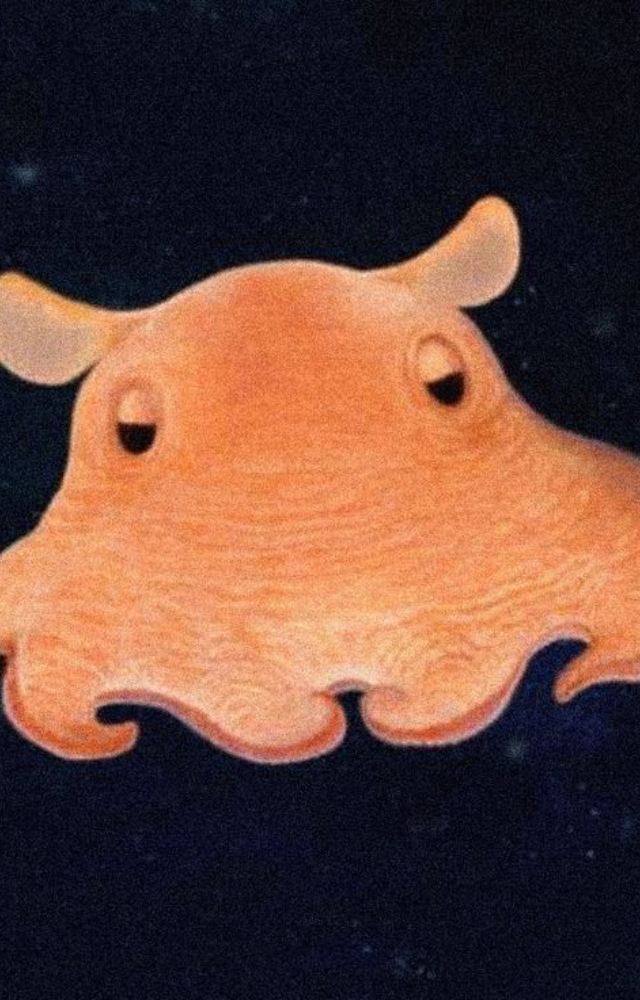 Named for its ear-like fins, this deep-sea octopus hovers like a ghost. Its adorable yet alien appearance comes straight from ocean depths.
