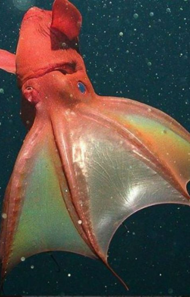 This squid has glowing eyes, cloak-like webbing, and a name that fits its creepy vibe. It thrives in deep, dark ocean zones.
