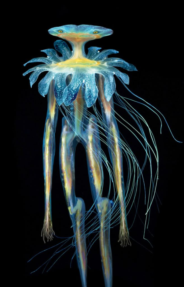 Alien Like Creatures in the Ocean