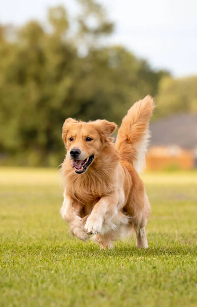 Known for their sharp senses, dogs can detect earthquakes and storms before they strike.