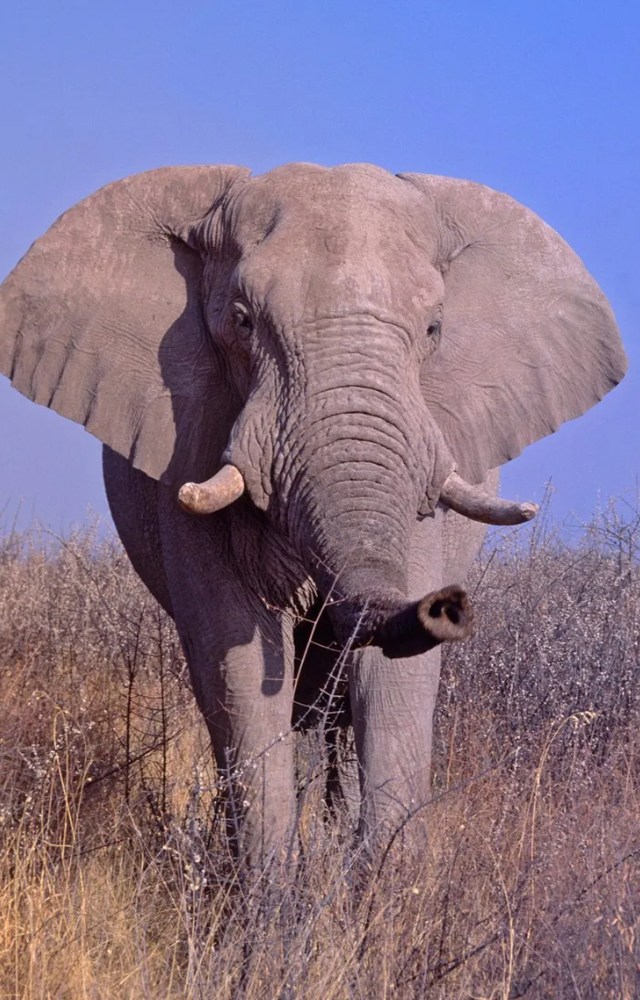 These giants sense seismic vibrations and can detect earthquakes and tsunamis early.