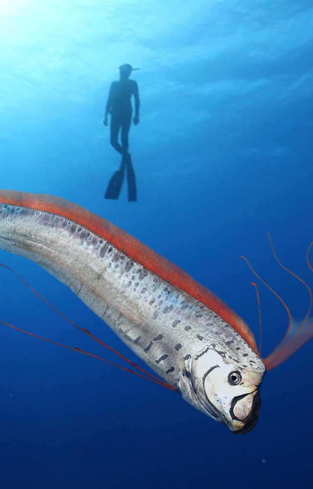 Unusual swimming patterns in fish may signal underwater disturbances or impending quakes.