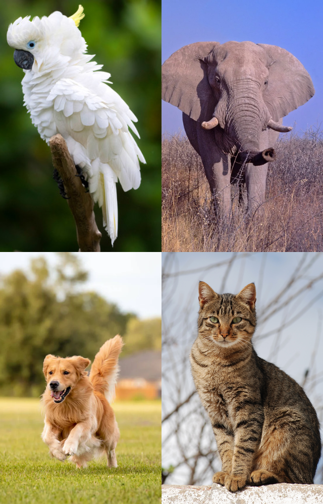 Animals That Predict Disasters First