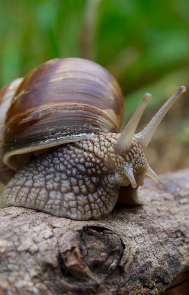 This tiny creature can hibernate for up to 3 years in dry conditions. It seals itself off and waits for better days.