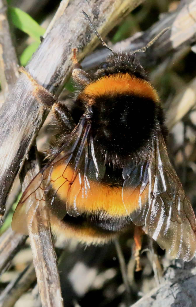 Hibernates alone underground for up to 9 months during winter. She emerges only when it’s time to rebuild the colony.
