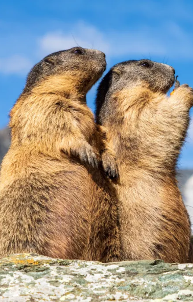 Sleeps for 7-8 months to survive harsh alpine winters. Their entire metabolism slows to save energy.
