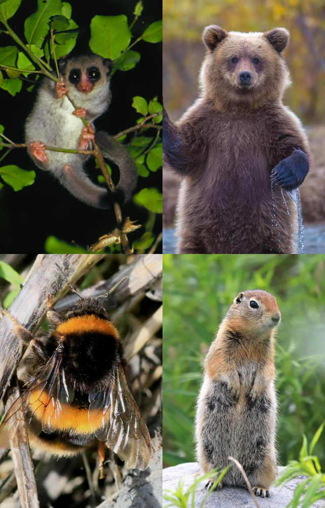 Longest Sleeping Creatures on Earth