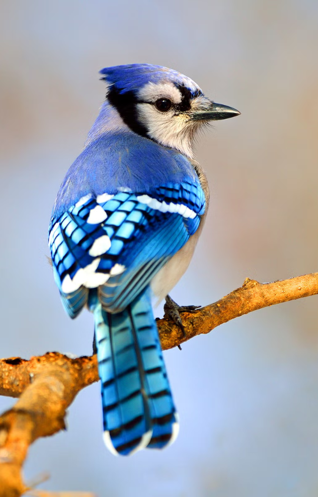 Known for its bold color and loud calls, this North American bird is both smart and striking.
