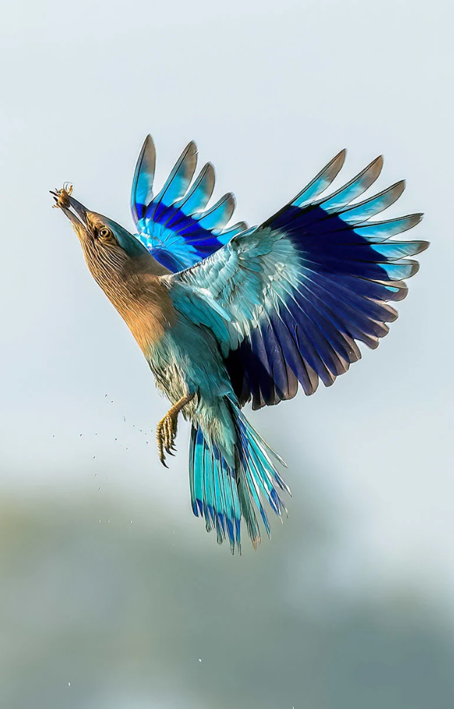 Common across India, this vibrant blue beauty is often seen perched along roadsides and open fields.