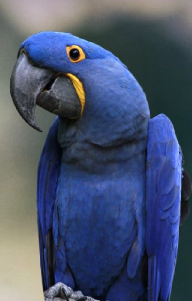 The world’s largest parrot, this deep blue bird is native to South America and hard to miss.