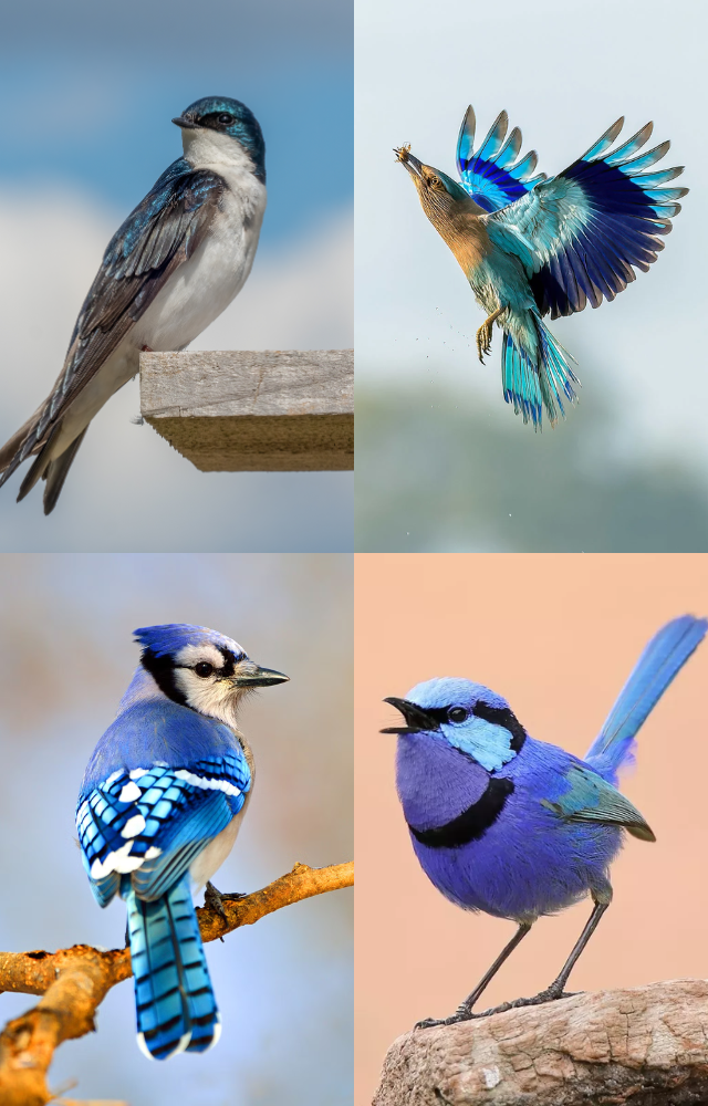 Brilliant Blue Birds in the Wild