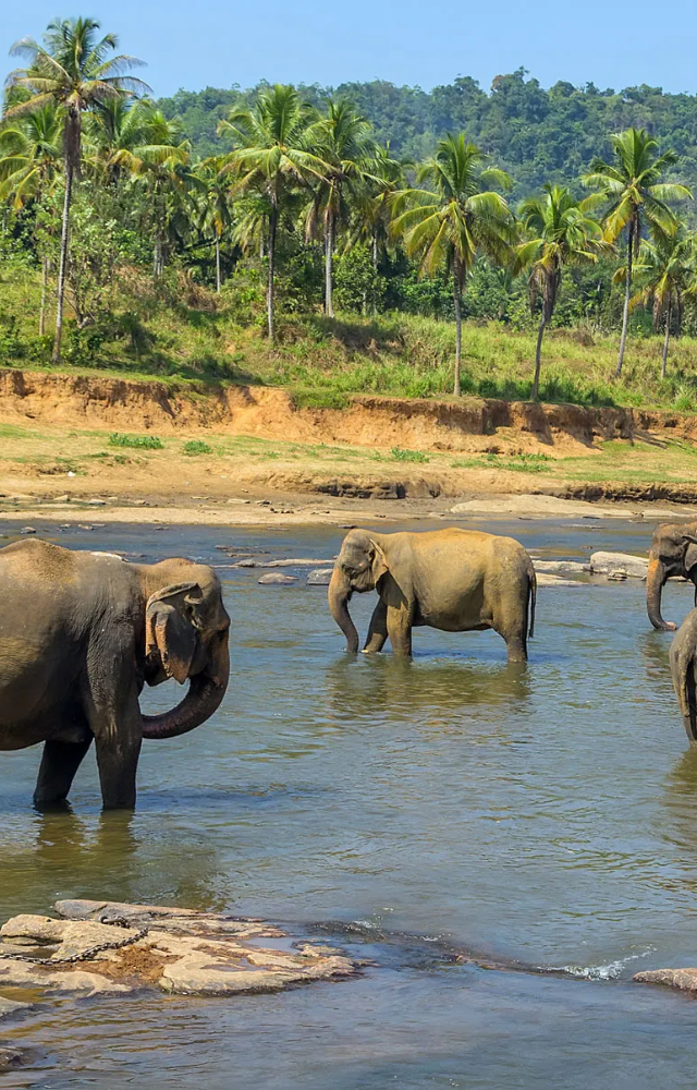 From serene beaches to lush greenery, Sri Lanka offers a scenic escape on a budget. Explore its rich heritage!