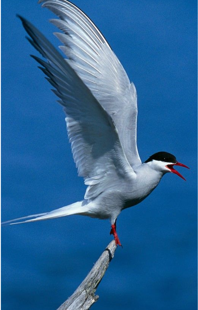 Holds the record for the longest migration—up to 71,000 km round trip from the Arctic to Antarctica and back every year.
