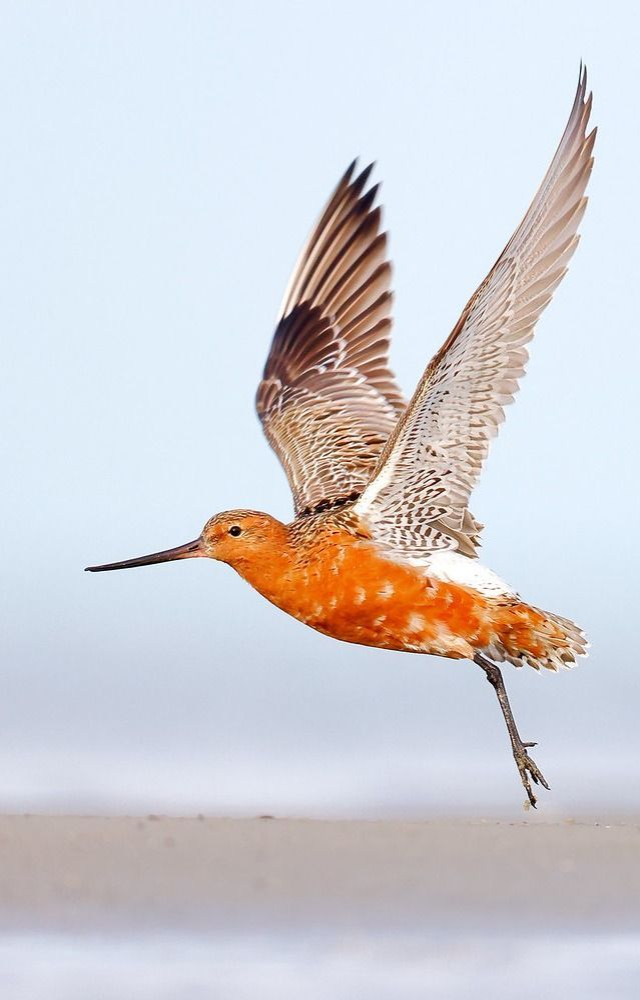 Flies over 12,000 km non-stop from Alaska to New Zealand—no resting, no eating, just pure endurance.
