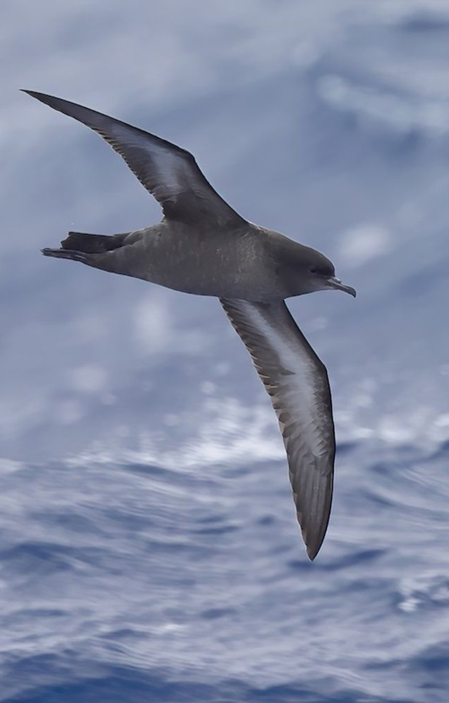 Covers around 64,000 km annually between New Zealand and the North Pacific—guided by instinct and wind currents.
