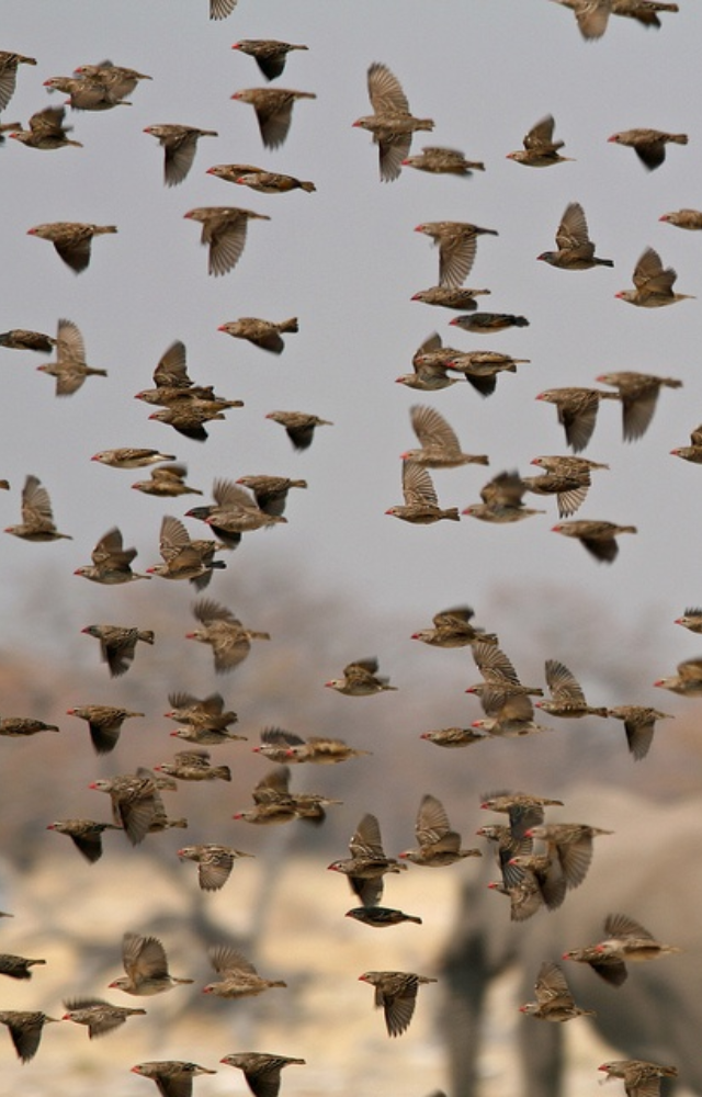 Birds With Longest Migrations
