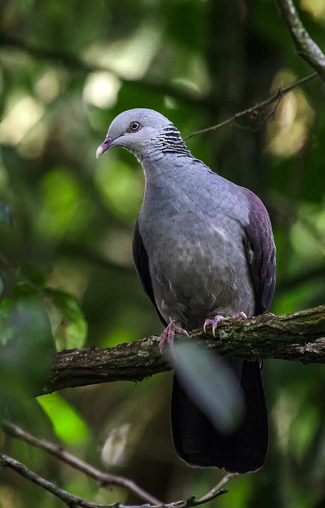 A shy forest dweller with a soft call and elegant grey plumage.