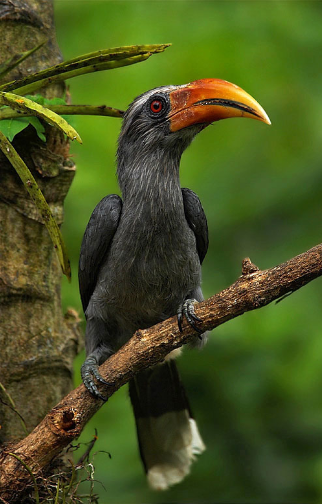 This fruit-loving bird’s curved beak and loud call make it easy to spot.