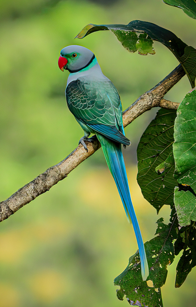 With striking bluish-green feathers, it’s a colorful Western Ghats resident.