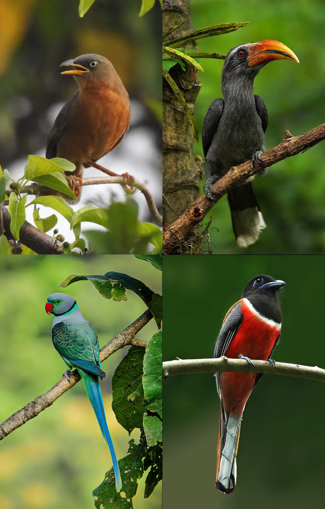 Birds Exclusive to Western Ghats