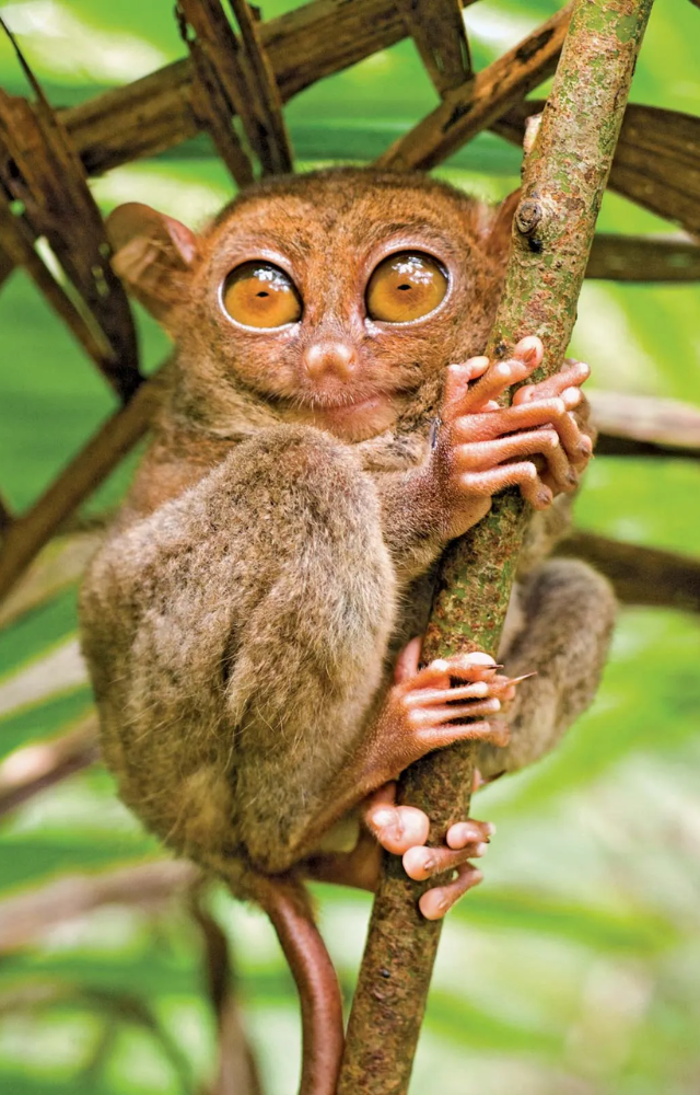 One of the smallest primates in the world, known for its huge eyes and nocturnal habits. Found only in Bohol and nearby islands.

