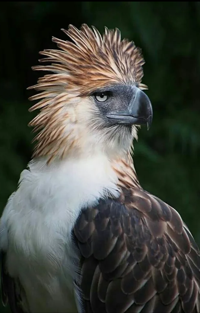 A critically endangered raptor with a majestic wingspan and powerful build. It’s the national bird and a true forest king.
