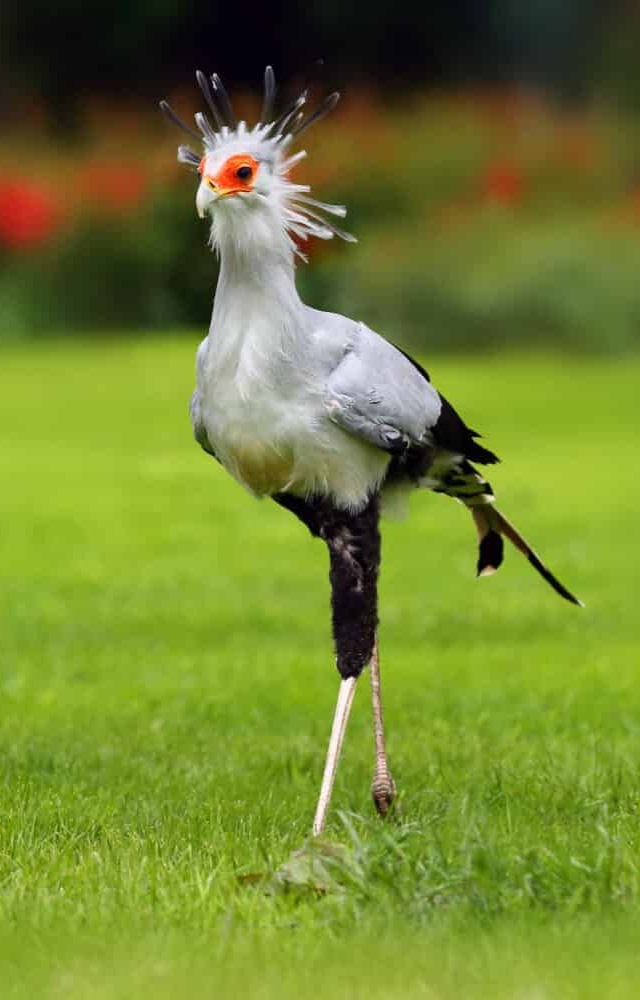 This tall African raptor uses powerful kicks to stun and kill venomous snakes.