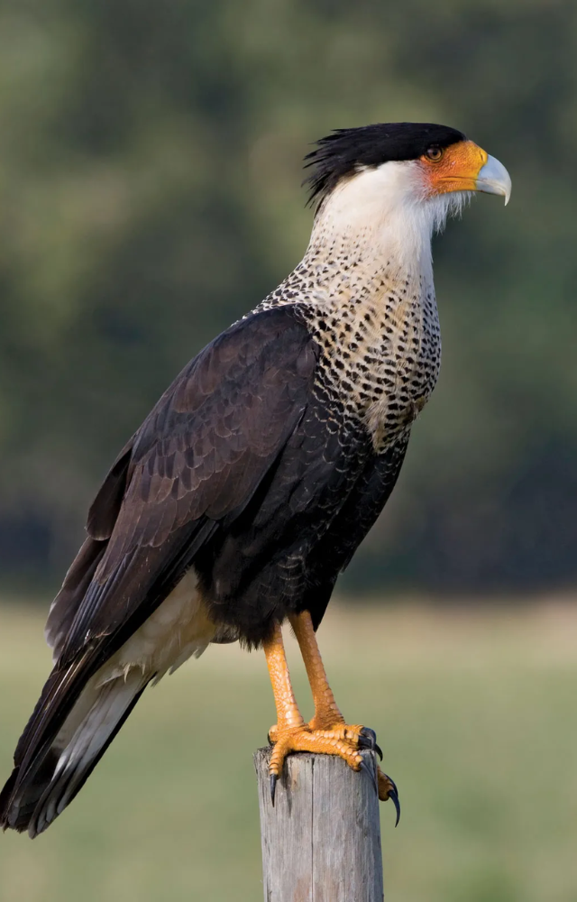 Found in the Americas, this bold scavenger doesn’t shy away from attacking small snakes.