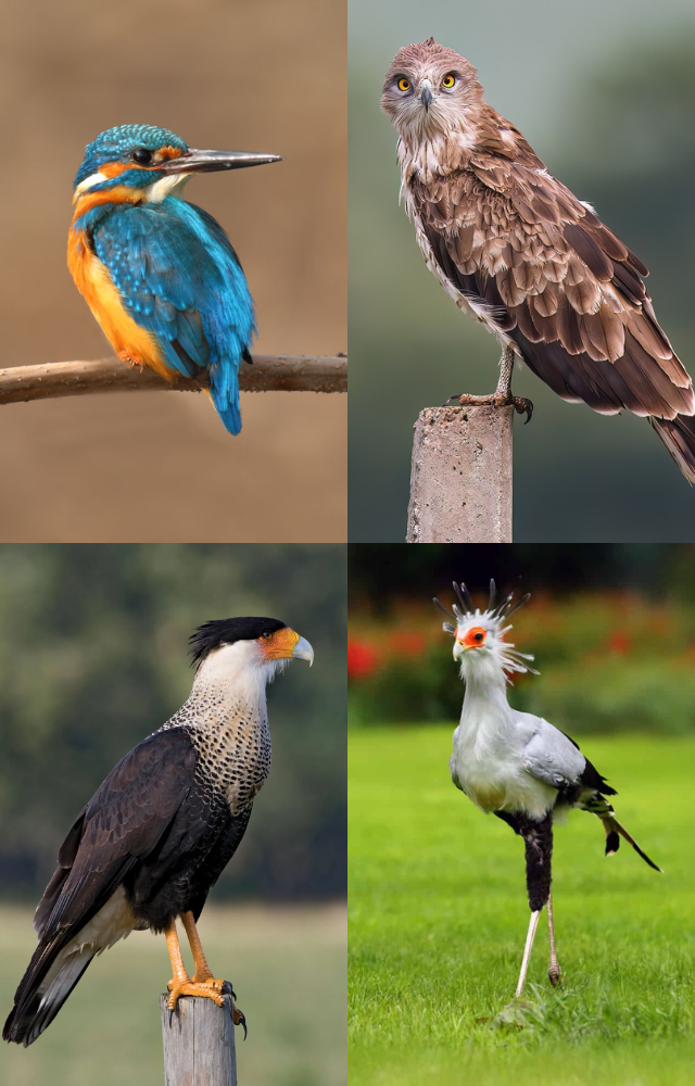Fearless Birds That Hunt Snakes