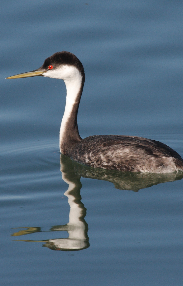 This bird performs an elegant “rushing” dance across water with its mate. Their synchronized water dance is pure poetry in motion.

