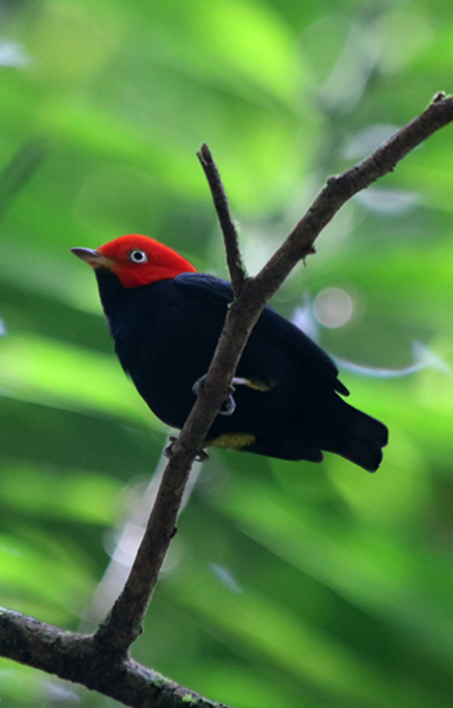 Famous for its moonwalk-like moves on tree branches during courtship. Smooth moves that would impress even MJ!
