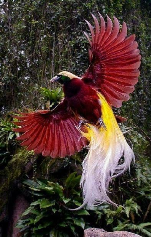 The male fluffs up vibrant plumes and hangs upside down to display his flair. A dazzling show of feathers and footwork.
