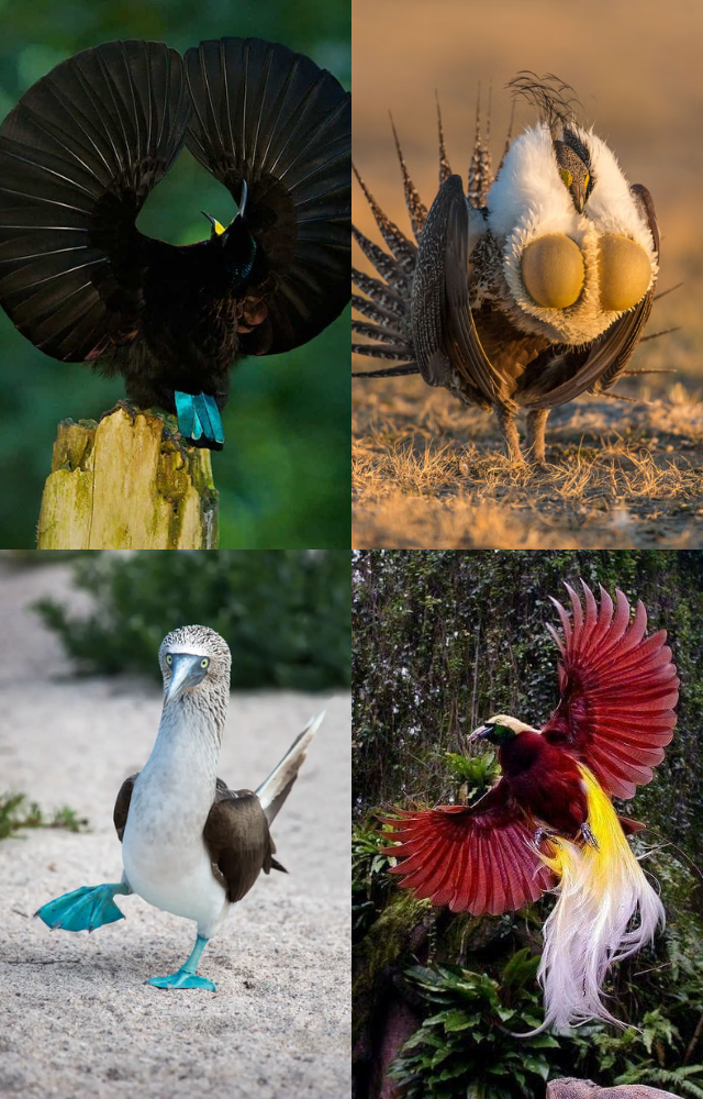 Birds That Dance to Woo Mates