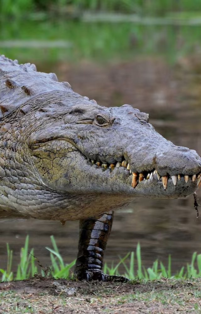 One of the deadliest, responsible for hundreds of attacks every year across Africa.